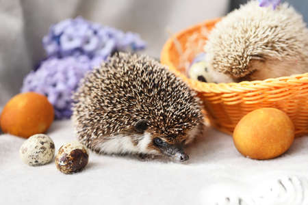 Cute hedgehogs with basket and Easter eggs on sofaの写真素材