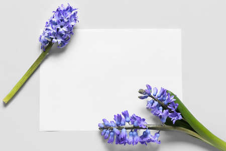 Blank card and beautiful hyacinth flowers on white background