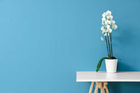 Beautiful blooming orchid flower on table near blue wallの写真素材