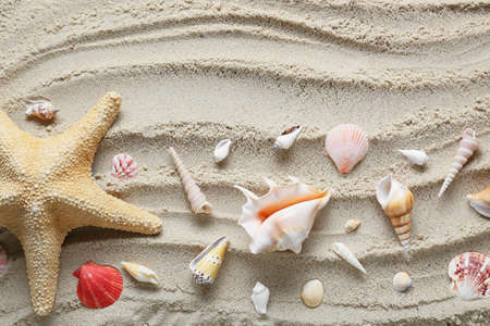 Many different sea shells and starfish on beach sand, top view