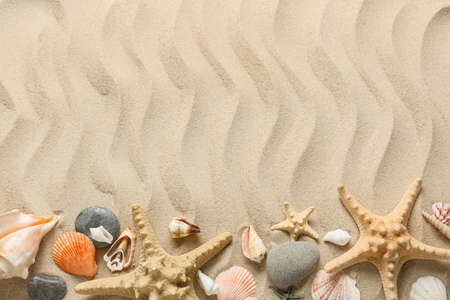 Many different sea shells and starfishes on the sea coastの写真素材