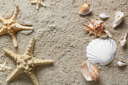 Many different sea shells and starfishes on beach sand, top view