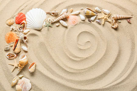 Many different sea shells on sea coast