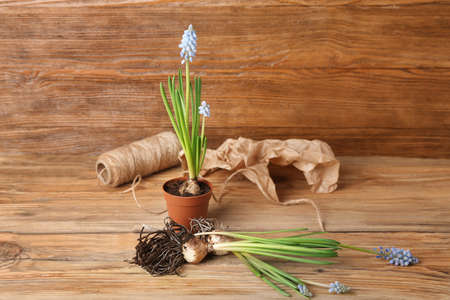 Blooming grape hyacinth plants (Muscari) on wooden backgroundの写真素材
