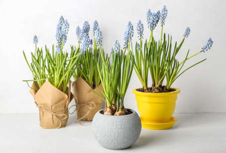 Pots with blooming grape hyacinth plants (Muscari) on light backgroundの写真素材