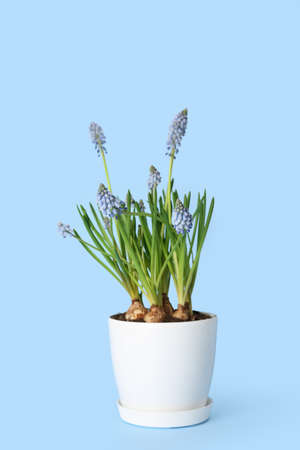Pot with blooming grape hyacinth plant (Muscari) on blue backgroundの写真素材