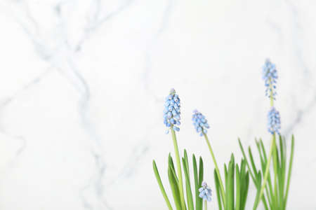 Blooming grape hyacinth plants (Muscari) on light backgroundの写真素材
