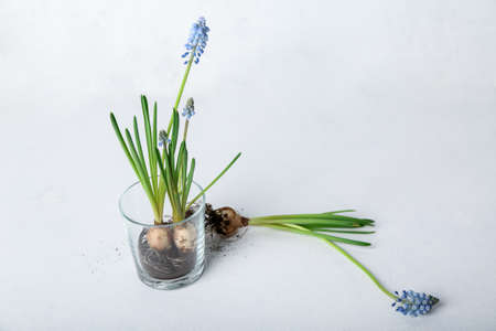 Glass with blooming grape hyacinth (Muscari) on light background