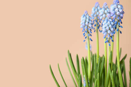 Blooming grape hyacinth (Muscari) on color background