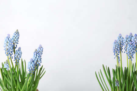 Blooming grape hyacinth (Muscari) on light backgroundの写真素材