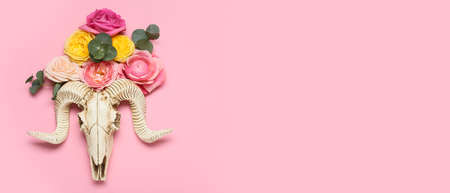 Skull of sheep with flowers on pink background with space for textの写真素材