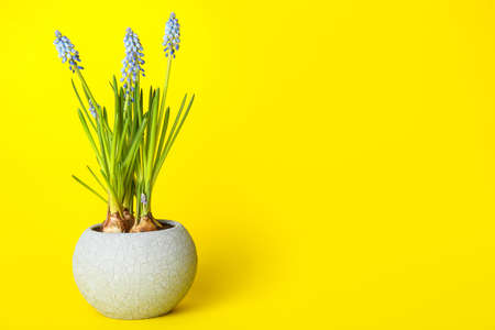 Pot with blooming grape hyacinth plant (Muscari) on yellow backgroundの写真素材