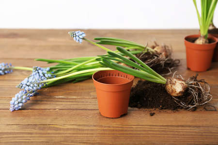 Pot, soil and blooming grape hyacinth plants (Muscari) on wooden tableの写真素材