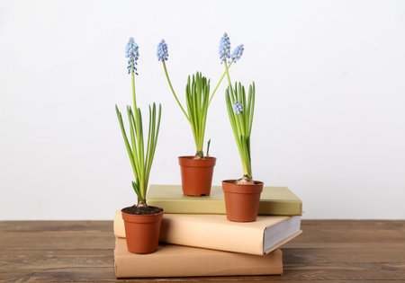 Pots with blooming grape hyacinth plants (Muscari) and books on table against white backgroundの写真素材