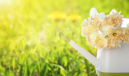 Watering can with beautiful narcissus flowers in gardenの写真素材