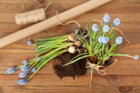 Composition with blooming grape hyacinth plants (Muscari) on wooden backgroundの写真素材