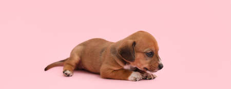 Cute puppy on pink backgroundの写真素材