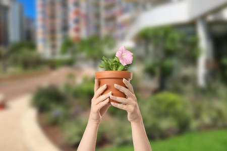 Hands of gardener with blooming plant outdoorsの写真素材