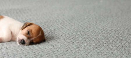 Cute sleeping puppy on bedの写真素材