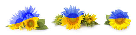 Collage of sunflowers painted in colors of Ukrainian flag on white backgroundの写真素材
