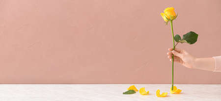 Hand with beautiful yellow rose on color background. Banner designの写真素材