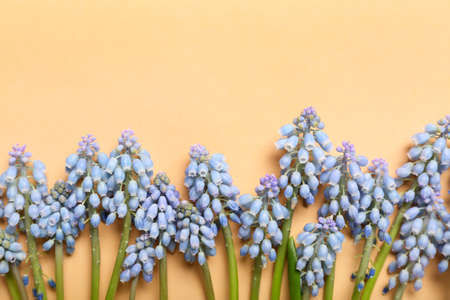 Many beautiful Muscari flowers on color backgroundの写真素材