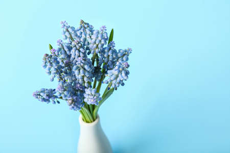 Vase with bouquet of beautiful Muscari flowers on blue backgroundの写真素材