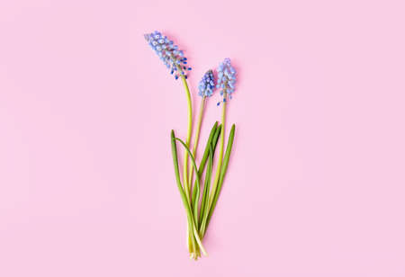Beautiful Muscari flowers on pink backgroundの写真素材