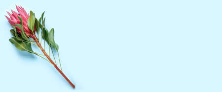 Beautiful protea flower on light blue background with space for textの写真素材