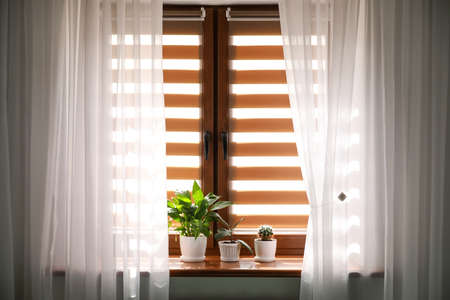 Green houseplants in pots on window sillの写真素材