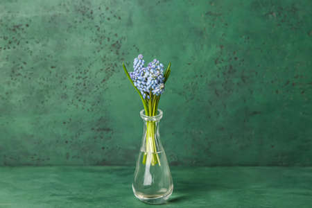 Vase with beautiful Muscari flowers on green backgroundの写真素材