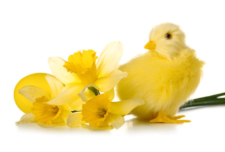 Cute yellow chicken, flowers and Easter eggs on white backgroundの写真素材