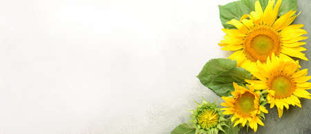 Beautiful sunflowers on light background with space for textの写真素材