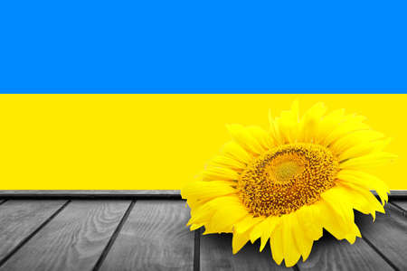 Beautiful sunflower on wooden table against flag of Ukraineの写真素材