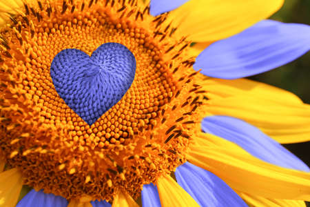Beautiful blooming sunflower in colors of Ukrainian flag, closeup viewの写真素材