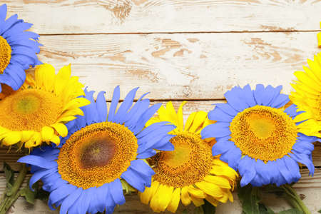 Beautiful sunflowers in colors of Ukrainian flag on light wooden backgroundの写真素材