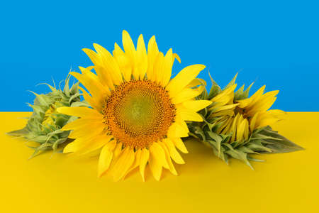 Beautiful sunflowers against flag of Ukraineの写真素材