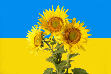 Beautiful sunflowers against flag of Ukraineの写真素材