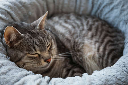 Cute striped cat sleeping in pet bed