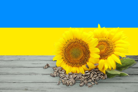 Beautiful sunflowers and seeds on wooden table against flag of Ukraineの写真素材