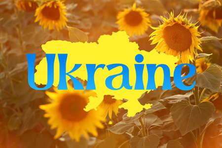 Beautiful sunflower field on summer day and word UKRAINEの写真素材