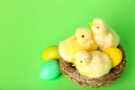 Nest with cute yellow chickens and Easter eggs on green backgroundの写真素材