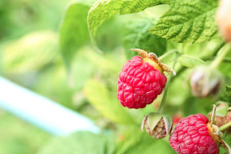 Bush with delicious raspberries, closeupの写真素材