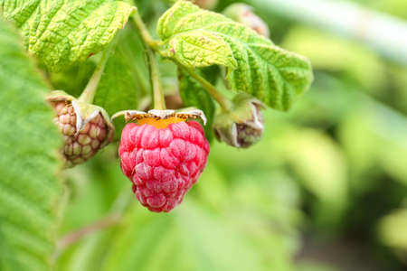 Bush with delicious raspberries, closeup
