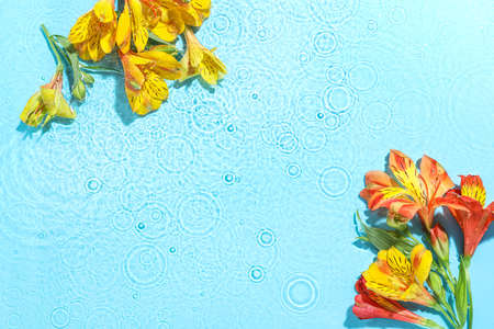 Beautiful alstroemeria flowers in water on color background