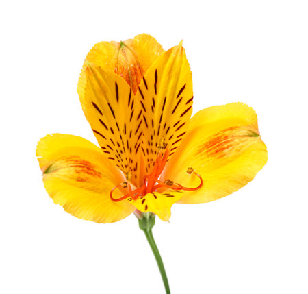 Beautiful Alstroemeria flower on white backgroundの写真素材