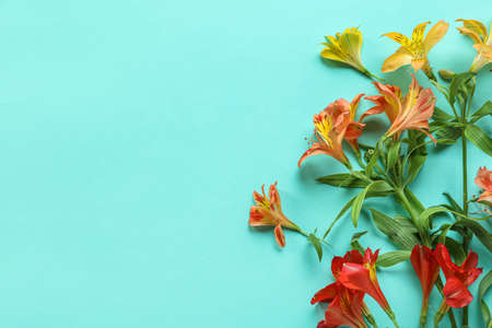Beautiful alstroemeria flowers on color backgroundの写真素材
