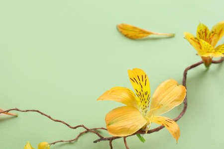 Composition with tree branch and alstroemeria flowers on color background, closeup