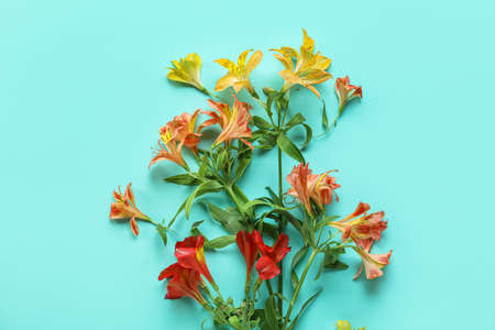 Beautiful alstroemeria flowers on color backgroundの写真素材