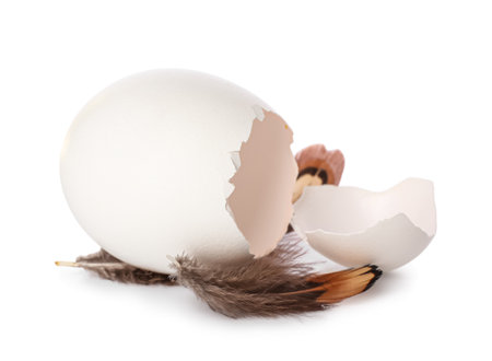 Egg shell with feathers on white backgroundの写真素材